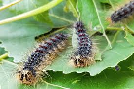 Each time shedding their previous skin. Giant Asian Gypsy Moth Threatens Trees In Washington Upi Com