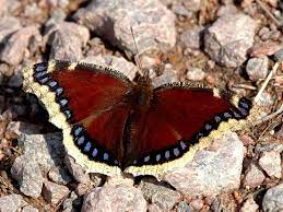 Check spelling or type a new query. Mourning Cloak Butterfly Identification Facts Pictures