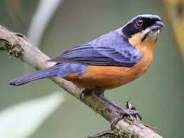 Image result for Bertiera angusiana