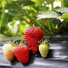 567 free images of strawberry plant. Buy Strawberry Plant Online India At Cheap Price On Plantsguru Com