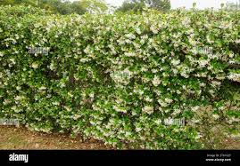 Image result for Jasminum pauciflorum