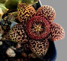 Image result for Ceropegia conrathii