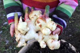 Ginger doesn't need a lot of space and doesn't seem to mind being a bit crowded. Grow Your Own Ginger In Any Climate Indoors Or Outdoors