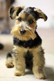This pup is usually mixed with a miniature poodle and a miniature schnauzer, the this yorkshire terrier and miniature schnauzer mix is quite the beauty! This Dog Is Soo Adorable He Is A Schnauzer Mix Yorkie I Do Not Own Him Just Love Him Schnauzer Mix Cute Dogs Cute Puppy Pictures
