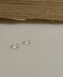 What are these tiny (~1mm) hard clear balls I keep finding in my bed?