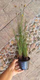 Image result for Xyris schliebenii