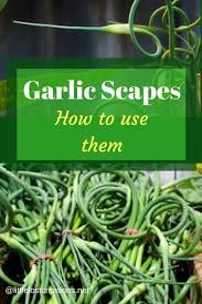 Garlic Scapes Find Out How We Use Them Little Lost Creations Garlic Scapes Scape Scape Recipe