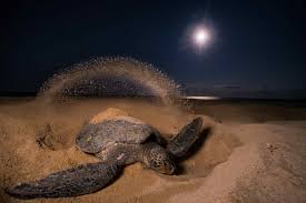 Sea turtles generally swim between 2.8km/h and 10km/h fast. How Fast Is Turtle Speed The Small Sea Turtles Per Shelveled They Are Staged Inews