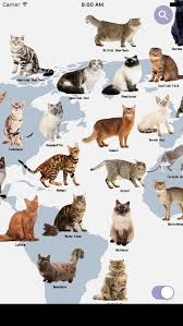 The Best Cat Breed Identification Apps Cat Breeds Best Cat Breeds Animal Infographic