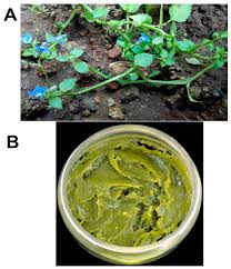 Image result for lobelia combine composition