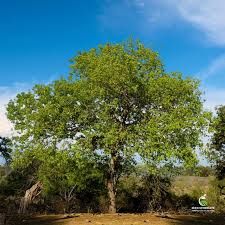 Image result for Berchemia discolor