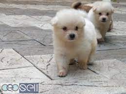 Saying no will not stop you from seeing etsy ads, but it may. Miniature Pomeranian Puppies For Sale Angamaly Free Classifieds