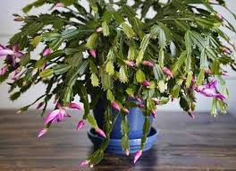 The leafless green stems form flat, segmented pads that grow in a cascading pattern. 13 Types Of Cactus Plants You Can Grow At Home Holiday Cactus Christmas Cactus Plant Christmas Cactus Care