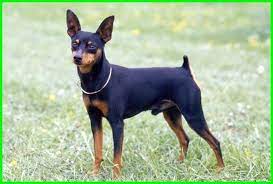  25 Gambar Anjing Lucu Ideas Dogs Animals Dog Breeds