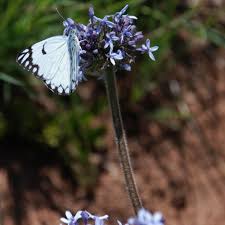 Image result for Pentanisia