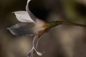 Image result for Xerophyta argentea