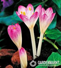 Später auch das grobe härene gewand der einsiedler. Herbstzeitlose Colchicum Cilicium 1 St Gardenmarkt De