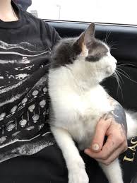 We did not find results for: Lost Cat American Shorthair In Brooklyn Ny Lost My Doggie