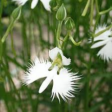 Image result for Habenaria tentaculigera