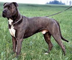 Like all dogs, they are susceptible to hip and elbow problems. Cane Corso Kampfhund Listenhund