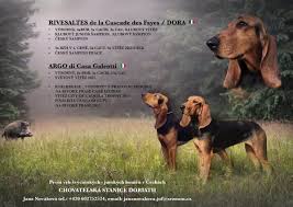 Image result for jurský honič