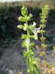 Image result for Orthosiphon schimperi