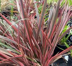 Image result for Phormium