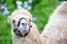 While the peak of this popular hiking destination is part of the long trail, there be sure you descend the correct trail lest you find yourself on the opposite side of the mountain from your mode of transportation home. N Y Bound Camels Stop In W Pa Triblive Com