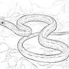 Snake coloring page ba snake coloring pages 2019 open coloring pages. 1