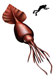 The hamiltonian contains the operations associated with the kinetic and potential operating on the wavefunction with the hamiltonian produces the schrodinger equation. Colossal Squid Mesonychoteuthis Hamiltoni Can Reach 12 14 M 39 46 Ft Long Image C Citron Colossal Squid Megalodon Megalodon Sightings
