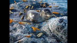 The great pacific garbage patch, also described as the pacific trash vortex, is a gyre of marine debris particles in the north central pacific ocean. The Great Pacific Garbage Patch Wwltv Com