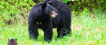 Black Bear Population By State Pocono Record Pennsylvania Bear Populations Flourish For Several Reasons Bear Poconos Wisconsin