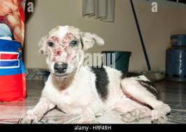 Image result for scabies dogs detail