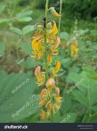Image result for Crotalaria petitiana