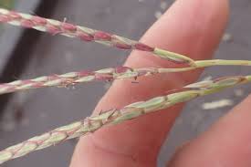 Image result for Ischaemum afrum