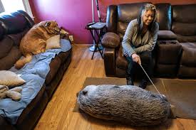 Some of them have a thin covering of. Pet Pigs Of New York Illegal Embattled Beloved The New York Times