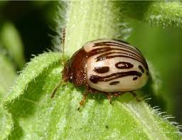 Image result for Coptosperma zygoon