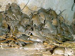Schockierende bilder zeigen das ausmaß der invasion, die vor allem die bauern der. Mouse Plagues In Australia Wikipedia