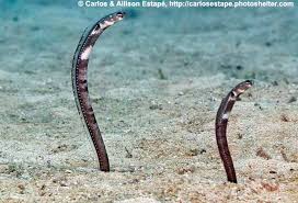 Image result for Selago angolensis