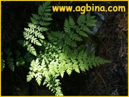 Image result for Asplenium rukararense