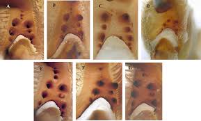 (class arachnida, order solifugae) here is an interesting description about solifugids that will give you some more information. Figure 3 In Revision Of The Camel Spider Genus Eremocosta Roewer And A Description Of The Female Eremocosta Gigas Roewer Arachnida Solifugae Zenodo