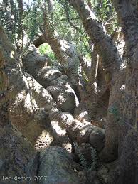 Image result for Sesamothamnus lugardii