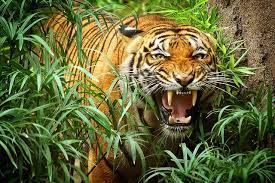 Indochinese Tiger 09 06 07 Indochinese Tiger Indochinese Tiger
