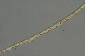 Image result for Digitaria longiflora