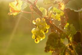 Franciacorta: Terroir, Microclimate, and Exceptional Wines | by Francesco  Prestini | Medium