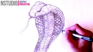 Learn to draw a king cobra, step by step animal drawing. How To Draw A King Cobra Snake Step By Step