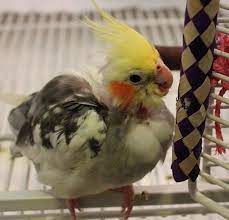 One, the 'tiels are vastly less work and much less expensive than the 'toos'. The Ethics Of Keeping Pet Birds Is It Cruel To Keep A Bird In A Cage Pethelpful