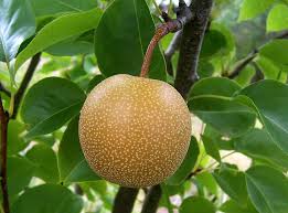 Just A Piece Of Fruit Fruit Trees Tree Seeds Pear