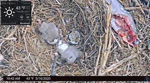 Well, it took 36 days for the first egg (dc4) that was laid on february 19th to hatch. Two Port Tobacco River Bald Eagle Eggs Hatch Local News Somdnews Com