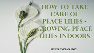 Every part of the plant, even the the effects of lily toxicity are rapid. How To Take Care Of Peace Lilies Growing Peace Lilies Indoors Simple Indian Mom